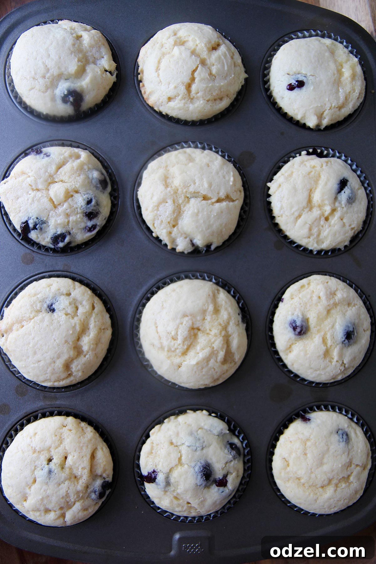 Blueberry Cloud Cupcakes 4 A dozen freshly baked blueberry cupcakes cooling in a muffin tin on a white background